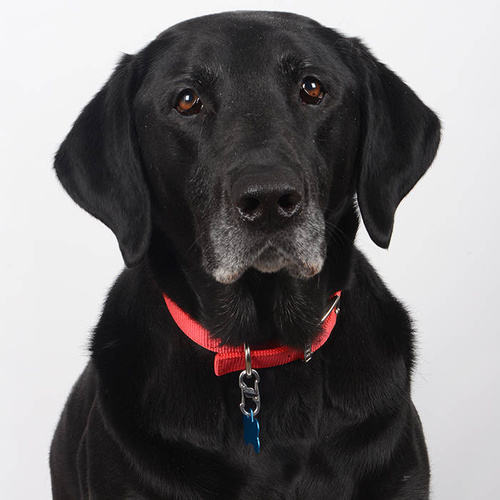 Nite Ize - S-Biner TagLock - Stainless - PLSBM-11-R3 - Nite Ize - Outdoor