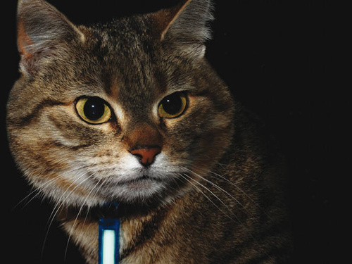 Verschiedenes - Ni-Glo - Schlüsselanhänger Zahnradmarker - Polymer - Crystal Clear - 91500 - Schlüsselanhänger