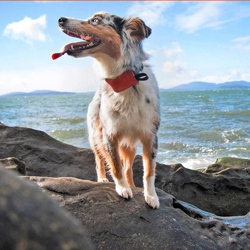 Nite Ize - Halsband mit Leine RadDog™ All-In-One - L - Rot - RRLL-10-R3 - Nite Ize - Outdoor