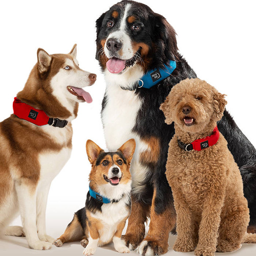 Nite Ize - Halsband mit Leine RadDog™ All-In-One - L - Rot - RRLL-10-R3 - Nite Ize